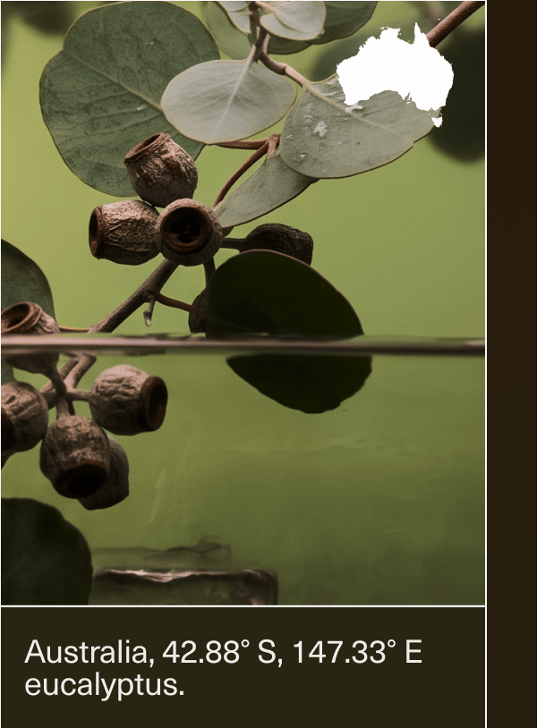 Australia, 42.88° S, 147.33° E | eucalyptus.