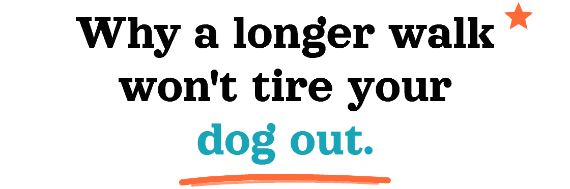 Why a longer walk won't tire your dog out.