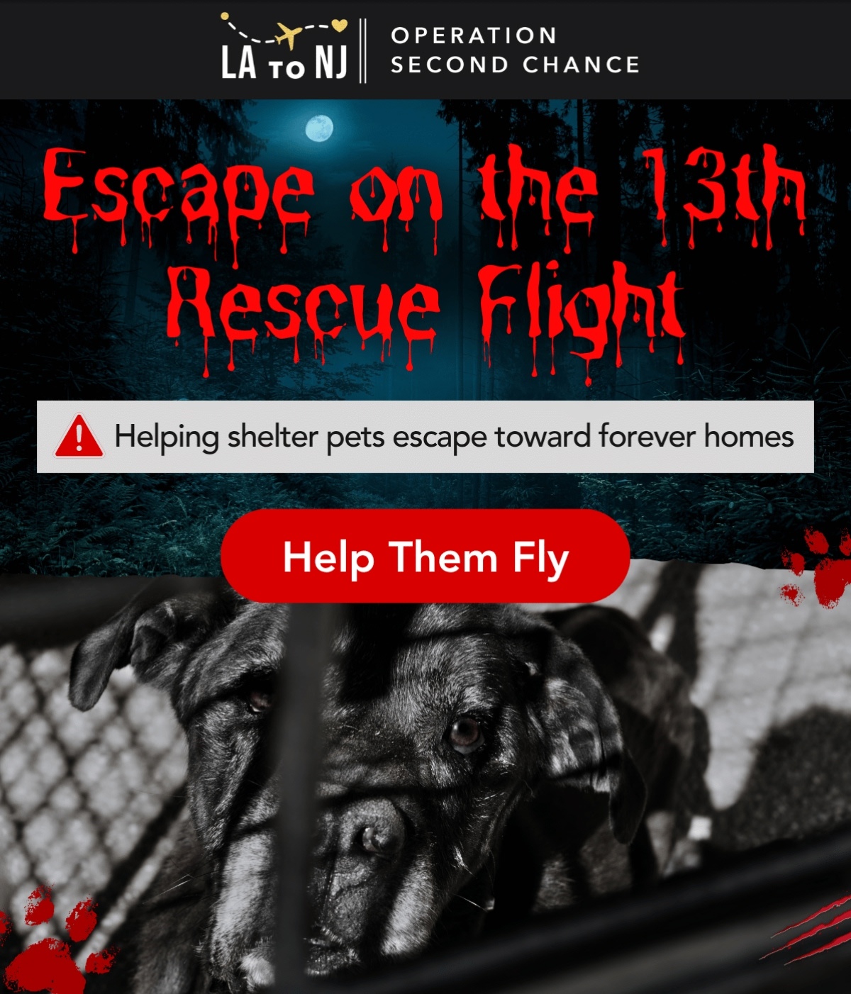 Escape on the 13th Rescue Flight Helping shelter pets escape toward forever homes