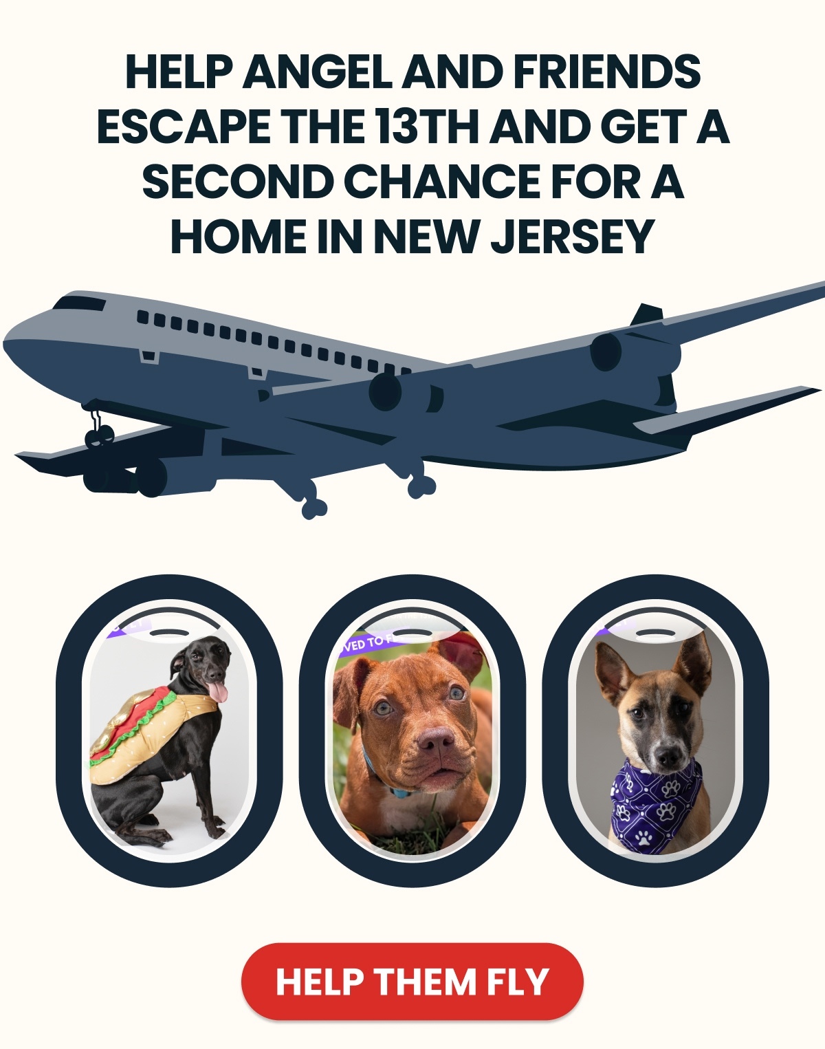 HELP ANGEL AND FRIENDS ESCAPE THE 13TH AND GET A SECOND CHANCE FOR A HOME IN NEW JERSEY