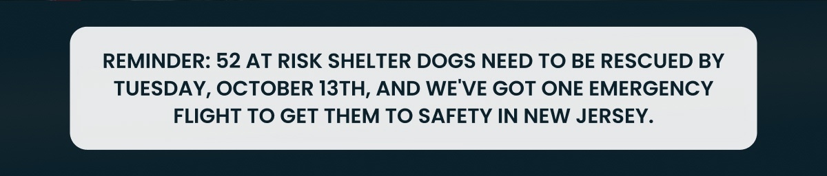 REMINDER: 52 AT RISK SHELTER DOGS NEED TO BE RESCUED BY TUESDAY, OCTOBER 13TH, AND WE'VE GOT ONE EMERGENCY FLIGHT TO GET THEM TO SAFETY IN NEW JERSEY.