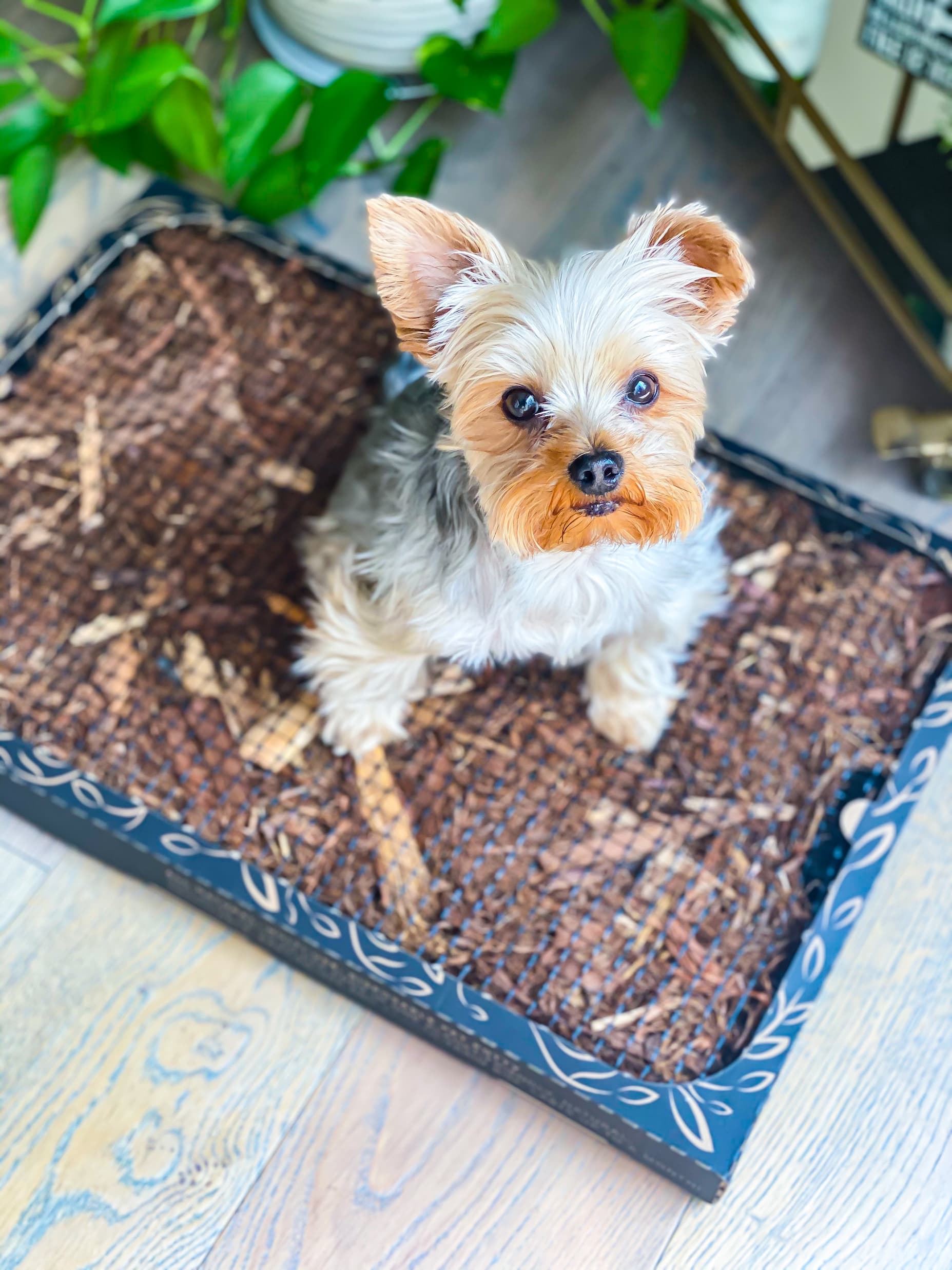 A dog on Bark Potty, the litter box for dogs