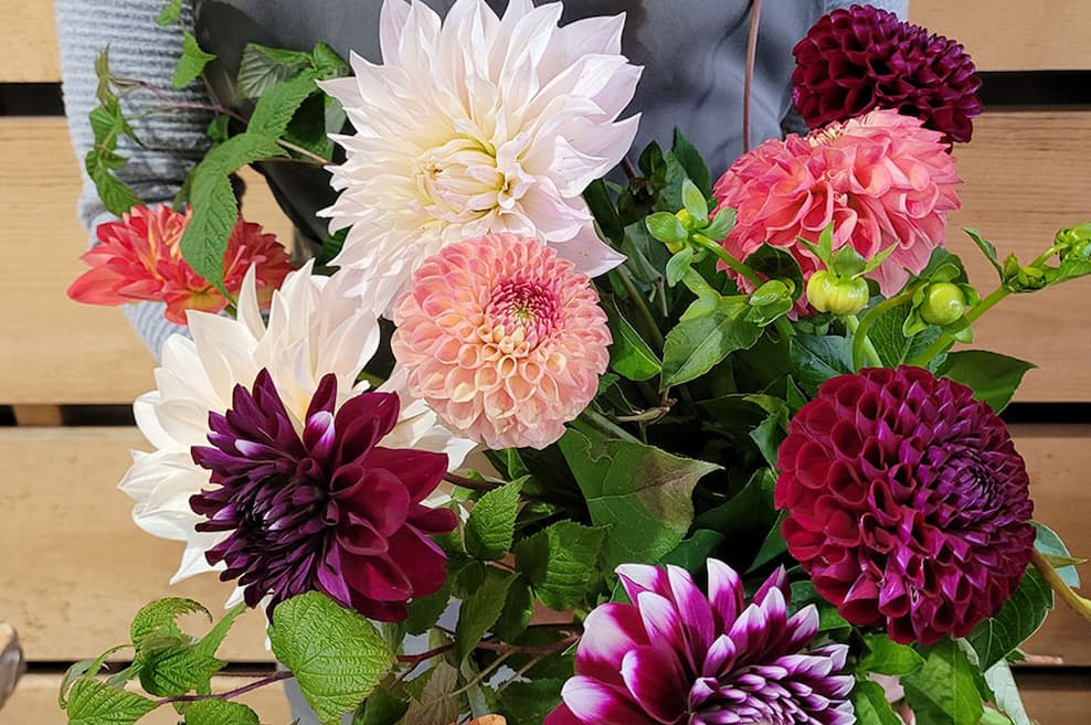 Les derniers dahlias du Québec de la saison