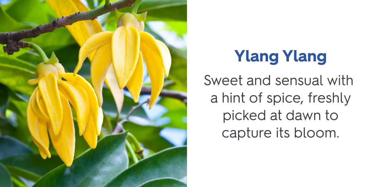 Ylang Ylang