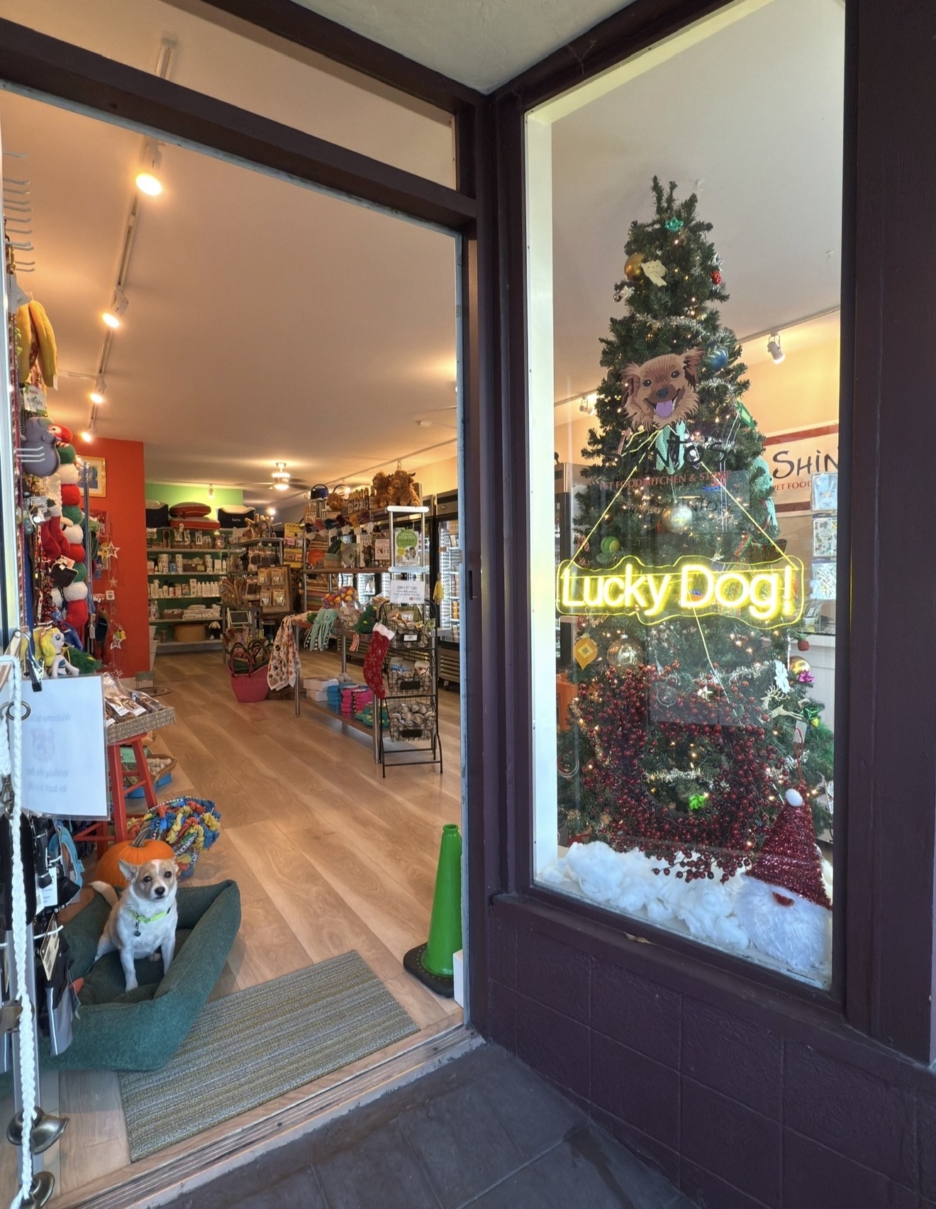 Our holiday storefront with a critter welcoming visitors