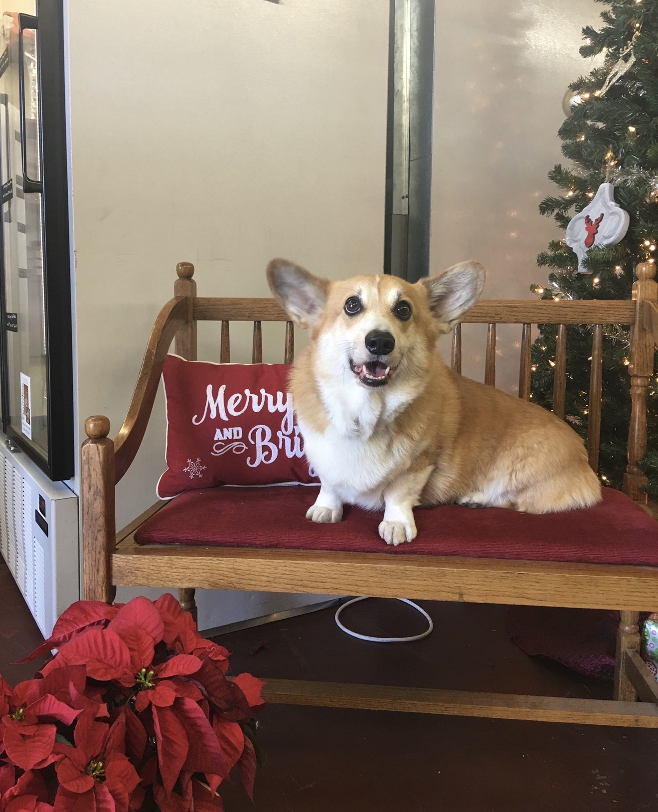A smiling corgi on a holiday bench