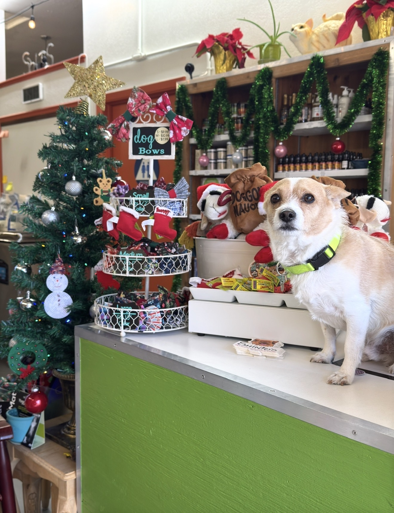 A Shinto’s critter at the holiday decorated store counter