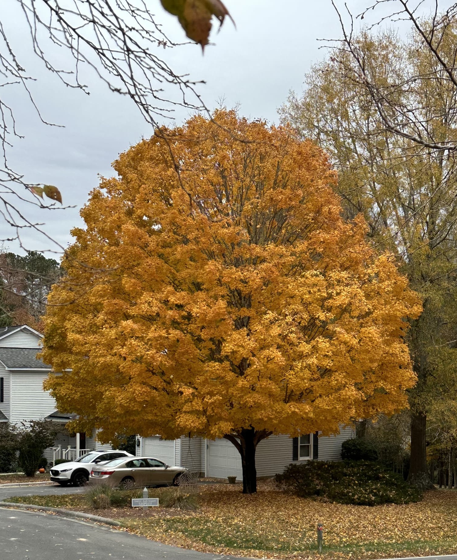 Large maple tree covered in golden autumn foliage along a quiet residential street. Fearrington Village.