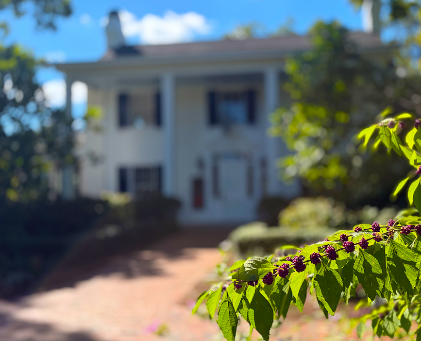 Purple beautyberry branches in bright autumn sunlight, with a garden path and Fearrington Village building softly blurred in the background. Fearrington Village.
