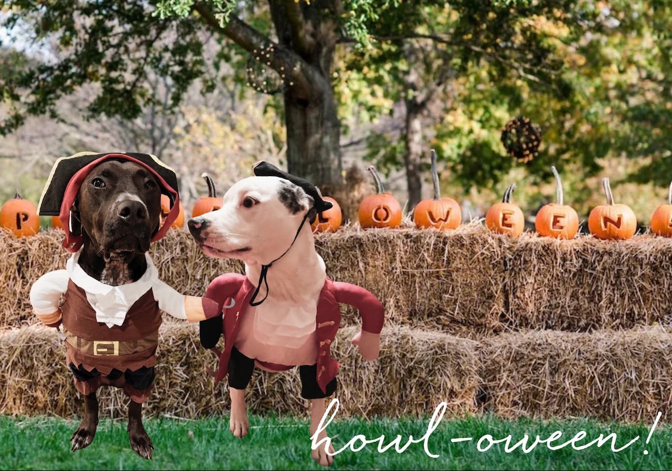 Two dogs dressed as pirates pose in front of hay bales and carved pumpkins spelling “Howl-oween!” at an autumn celebration. Fearrington Village.