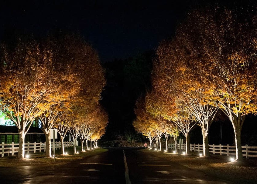 Tree-lined entrance road illuminated by warm uplighting, highlighting golden autumn foliage and white fences against the night sky. Fearrington Village.
