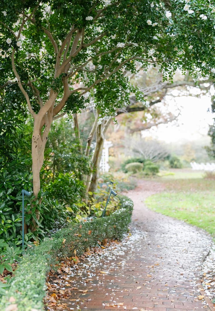 Winding brick garden path bordered by manicured hedges and lush greenery, beneath a canopy of flowering trees with scattered autumn leaves. Fearrington Village.