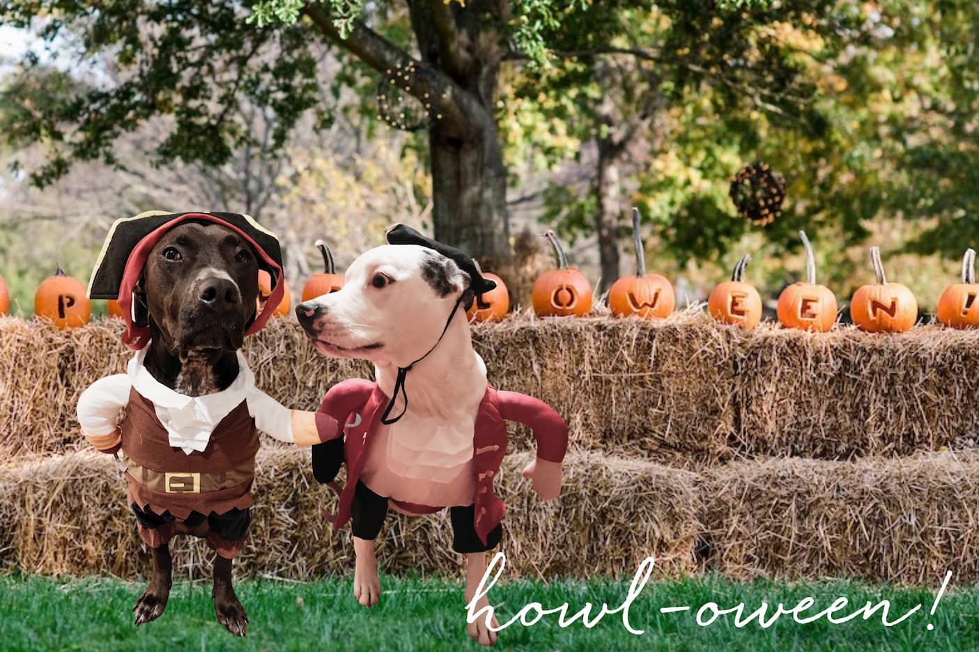 Two dogs dressed as pirates pose in front of hay bales and carved pumpkins spelling “Howl-oween!” at an autumn celebration. Fearrington Village.