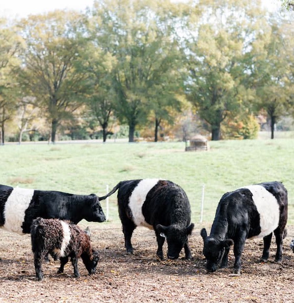 Four black-and-white Belted Galloway cows grazing in a pasture, with a chicken nearby and autumn trees in the background. Fearrington Village.