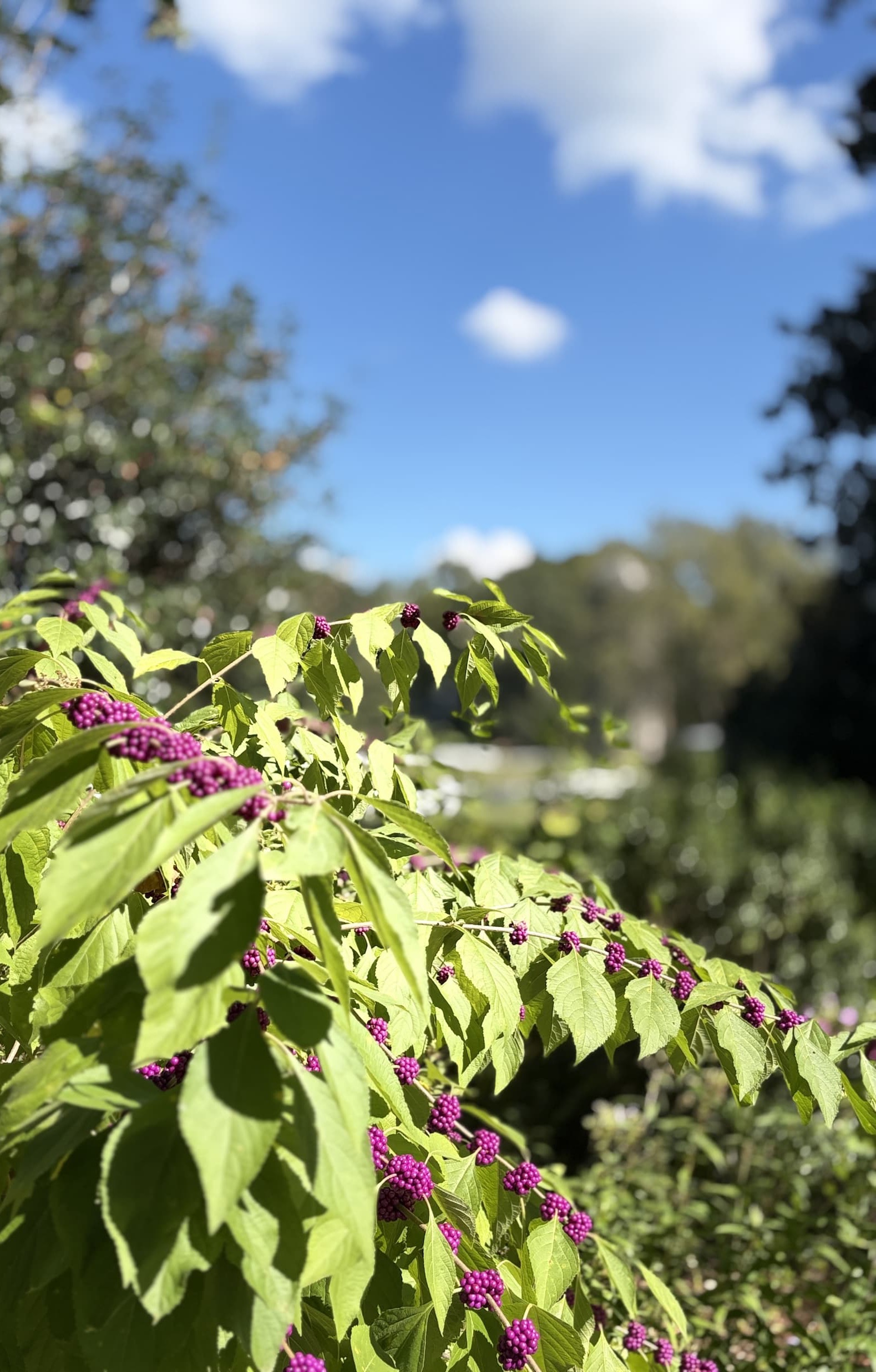 Sunlit branches of American beautyberry with clusters of vivid purple berries against a bright blue autumn sky. Fearrington Village.