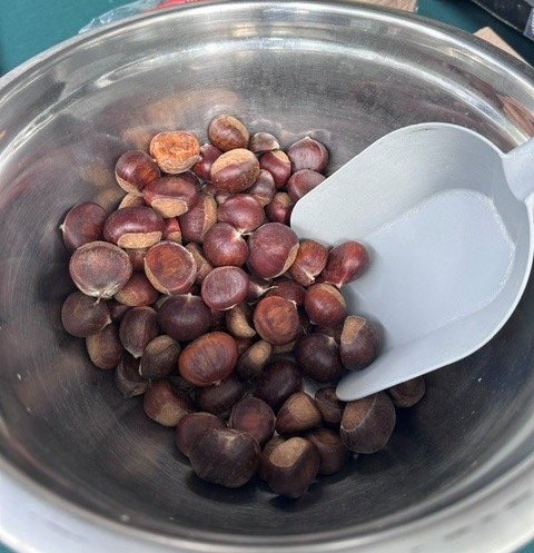 Fresh chestnuts gathered in a stainless steel bowl with a white scoop. Fearrington Village.