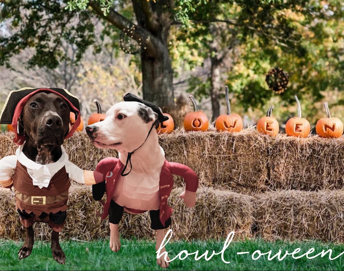 Two dogs dressed as pirates pose in front of hay bales and carved pumpkins spelling “Howl-oween!” at an autumn celebration. Fearrington Village.
