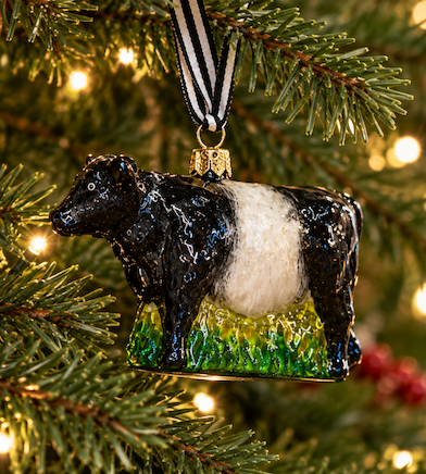 Glossy black-and-white Belted Galloway cow Christmas ornament hanging from a striped ribbon on an evergreen tree decorated with warm white lights, red berries, and festive velvet ribbon. Fearrington Village.