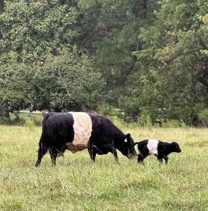Belted Galloway cow and calf grazing together in a green pasture bordered by trees. Fearrington Village.