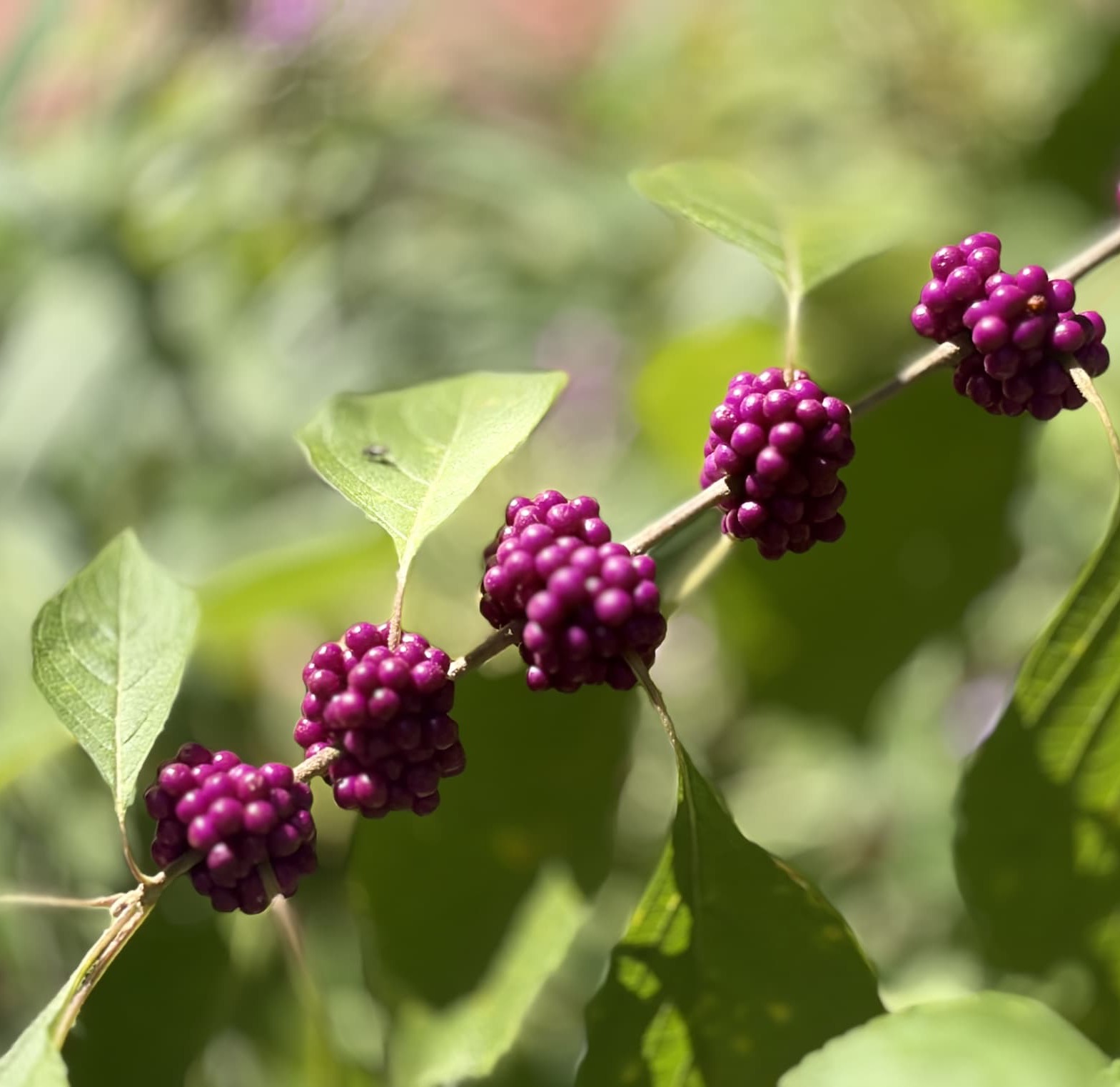 Clusters of vivid purple beautyberries line a leafy branch in bright autumn sunlight. Fearrington Village.