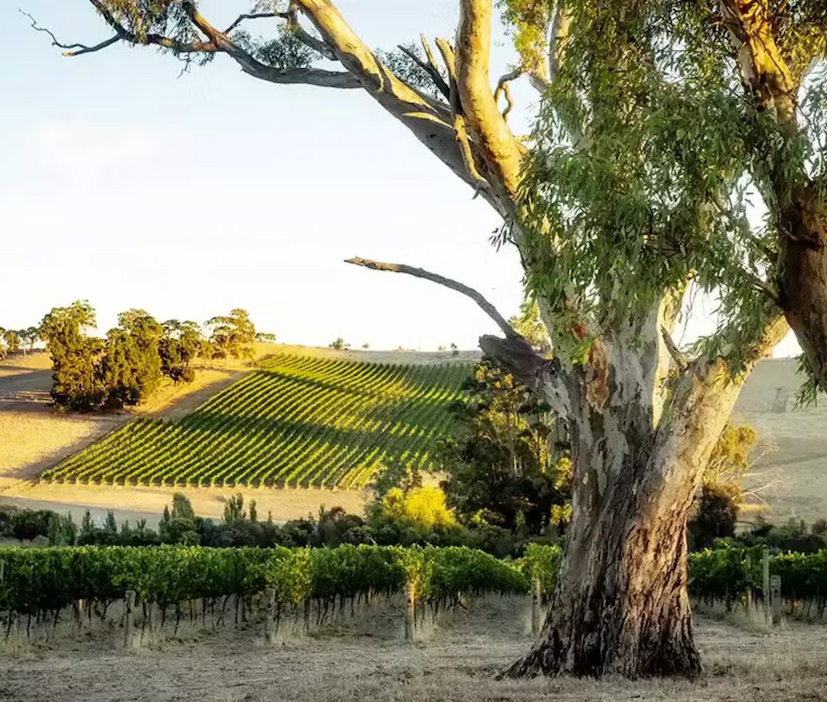 Sunlit Australian vineyard with neatly planted rows of grapevines stretching across rolling hills, framed by towering eucalyptus trees in the foreground. Fearrington Village.