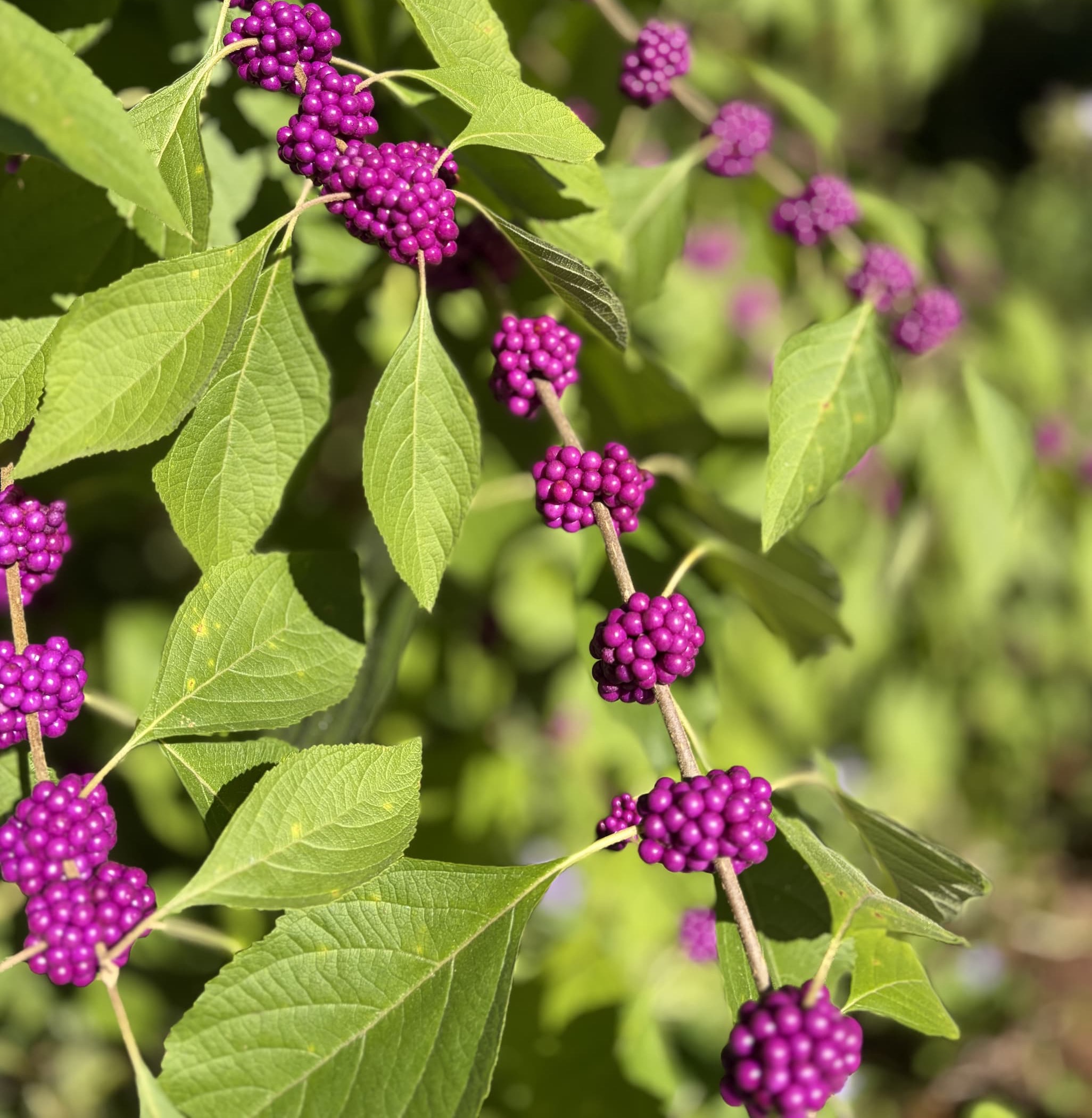 Close-up of vibrant purple American beautyberries clustered along branches with bright green leaves in the autumn sun. Fearrington Village.
