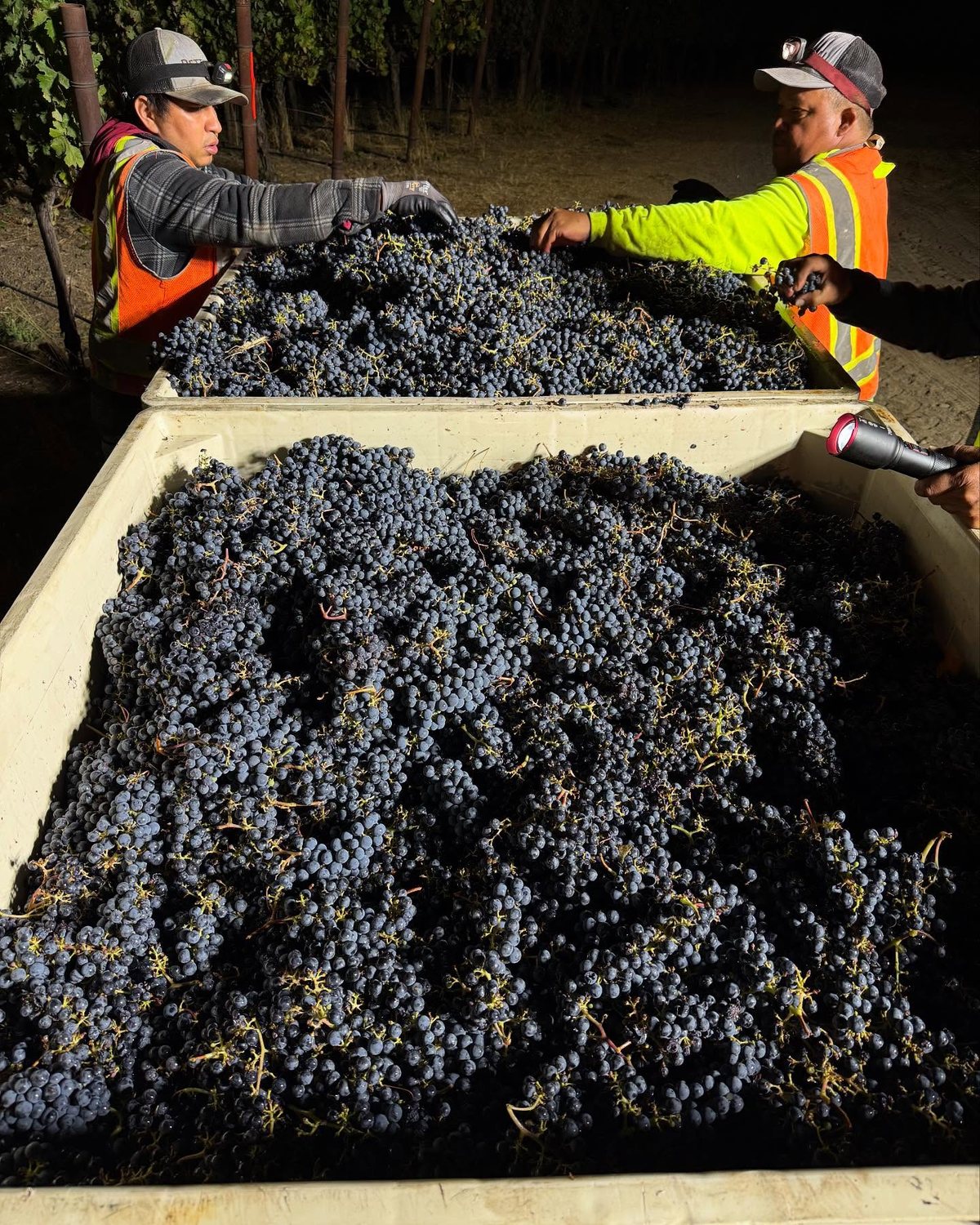 Sorting Cabernet Sauvignon by headlamp during the night harvest