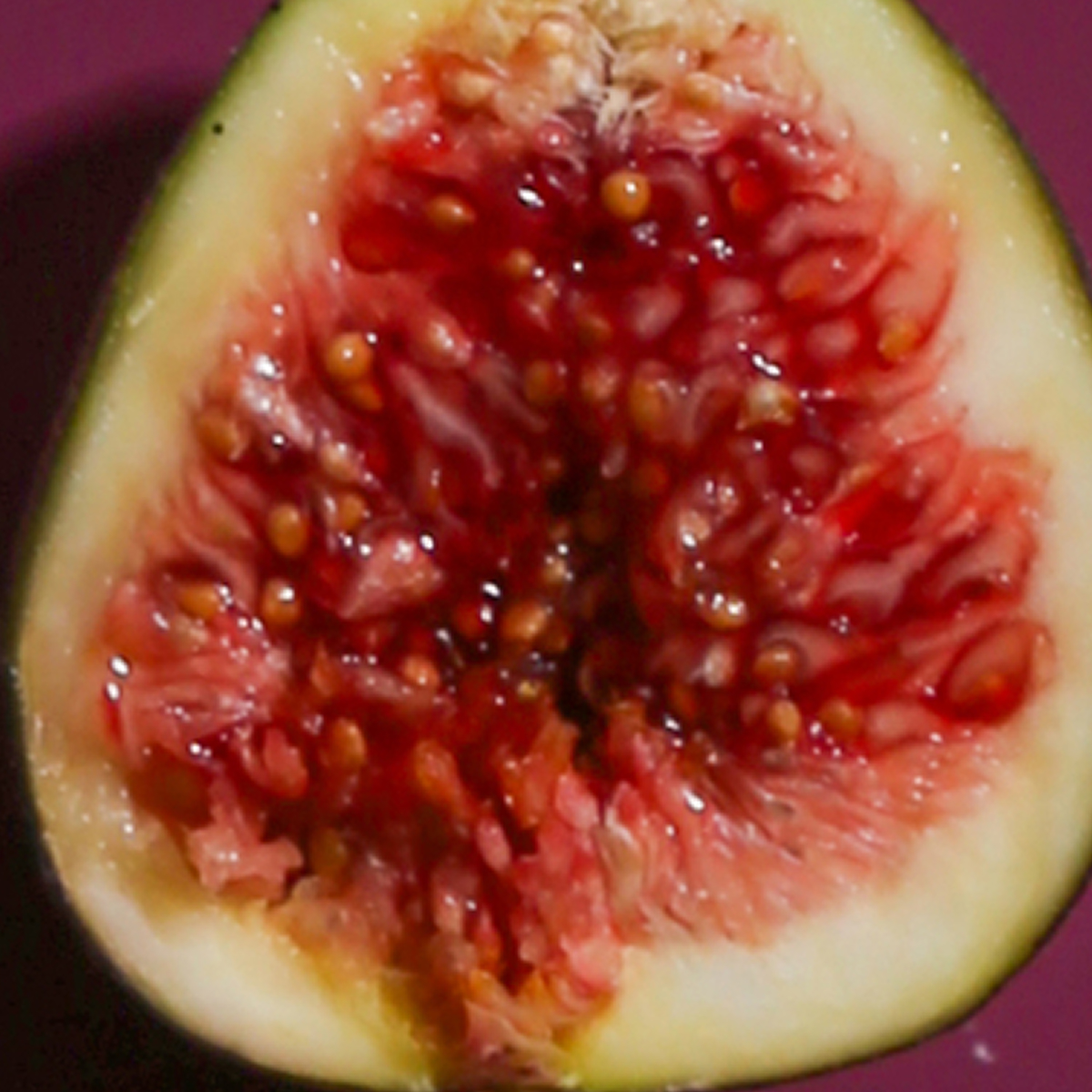 moroccan fig