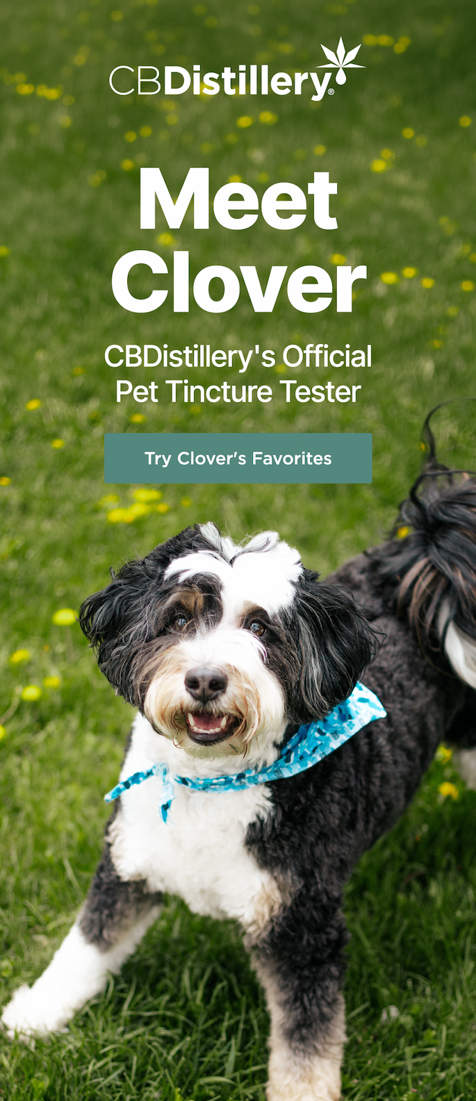 Meet Clover, CBDistillery's Official Pet Tincture Tester! Try Clover's Favorites