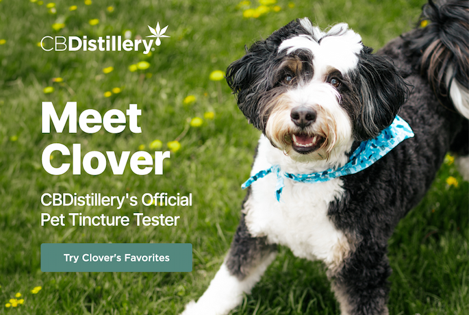 Meet Clover, CBDistillery's Official Pet Tincture Tester! Try Clover's Favorites