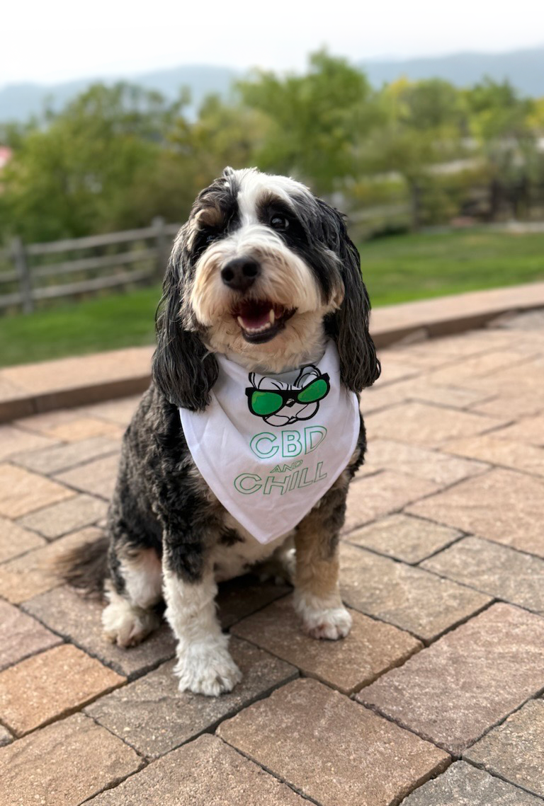[A photo shows Clover, a large black and white dog, sitting on an outside patio. She is wearing a white bandana around her neck that says "CBD and Chill."]