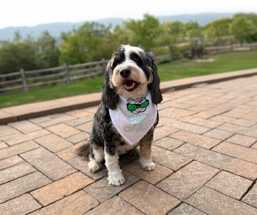 [A photo shows Clover, a large black and white dog, sitting on an outside patio. She is wearing a white bandana around her neck that says "CBD and Chill."]