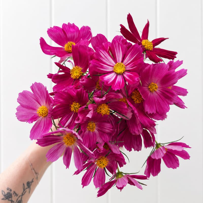 Cosmos