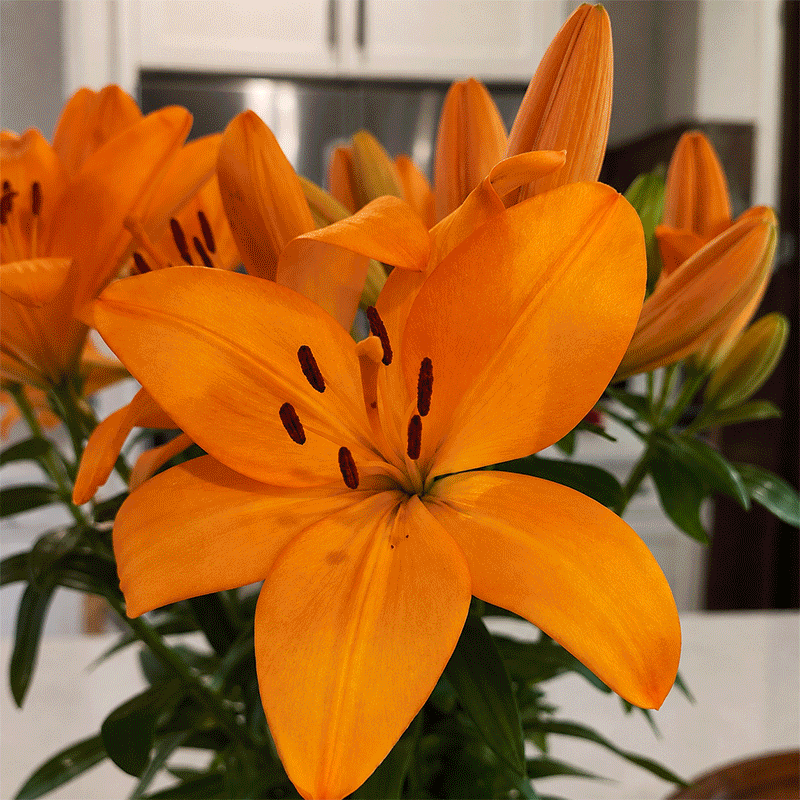Lilies on the floor this week