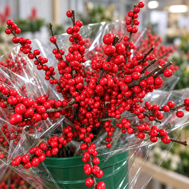 Ilex on the floor this week
