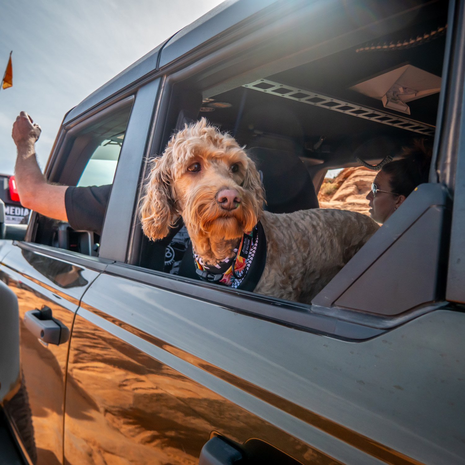 A four-legged copilot enjoying the ride