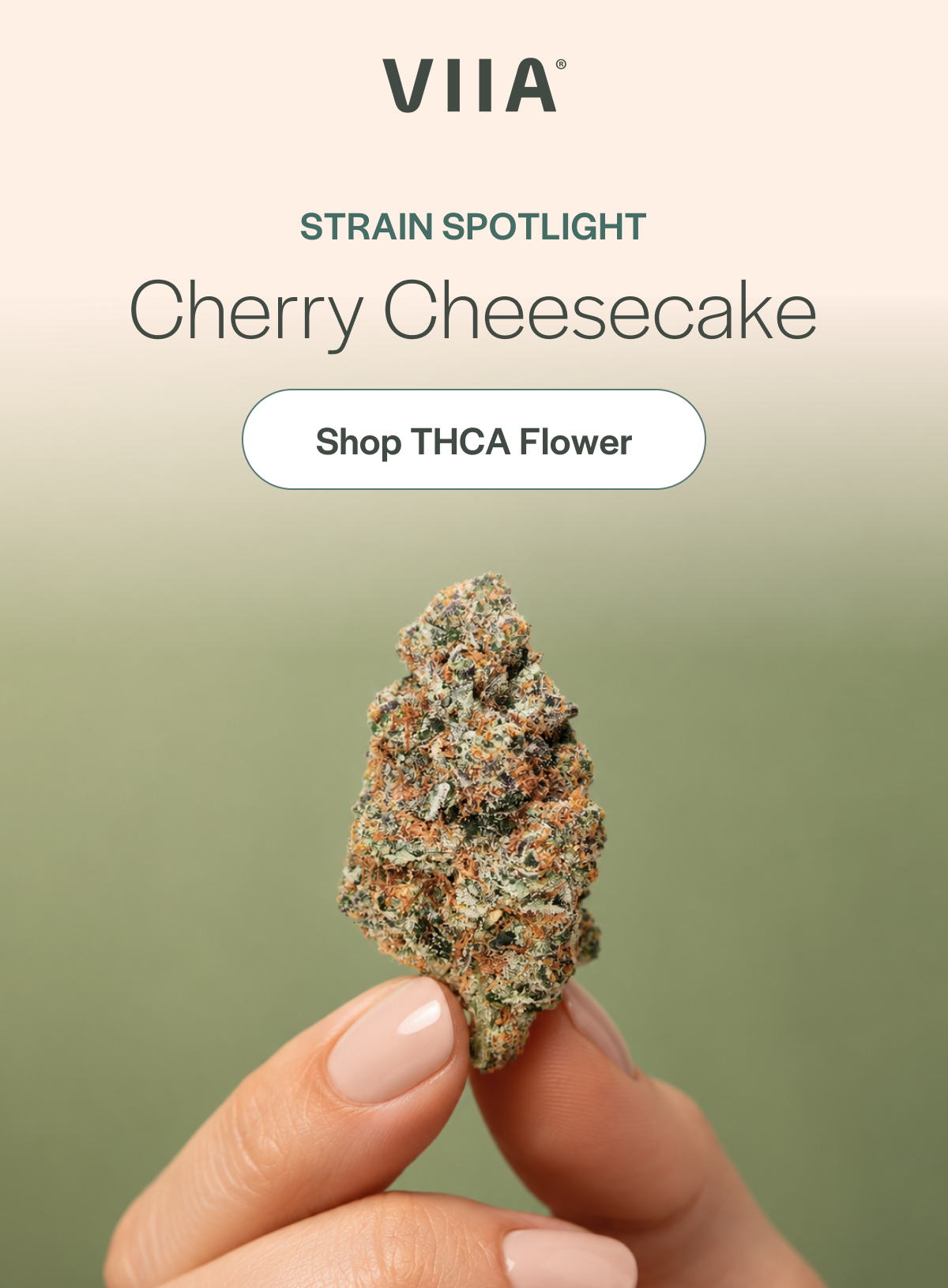 Strain Spotlight: Cherry Cheesecake THCA flower