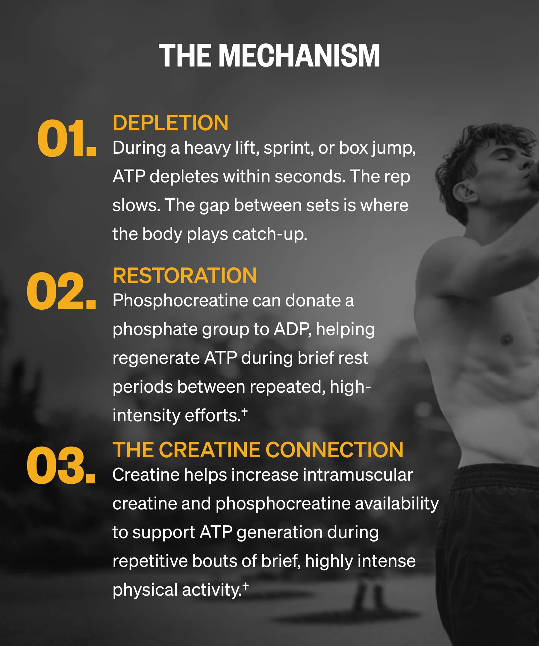 THE MECHANISM 01. DEPLETION During a heavy lift, sprint, or box jump, ATP depletes within seconds. The rep slows. The gap between sets is where the body plays catch-up. | 02. RESTORATION Phosphocreatine can donate a phosphate group to ADP, helping regenerate ATP during brief rest periods between repeated, high-intensity efforts.† | 03. THE CREATINE CONNECTION Creatine helps increase intramuscular creatine and phosphocreatine availability to support ATP generation during repetitive bouts of brief, highly intense physical activity.†