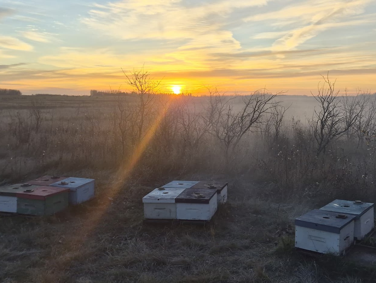 Sunrise over a layer of fog at the bee yard