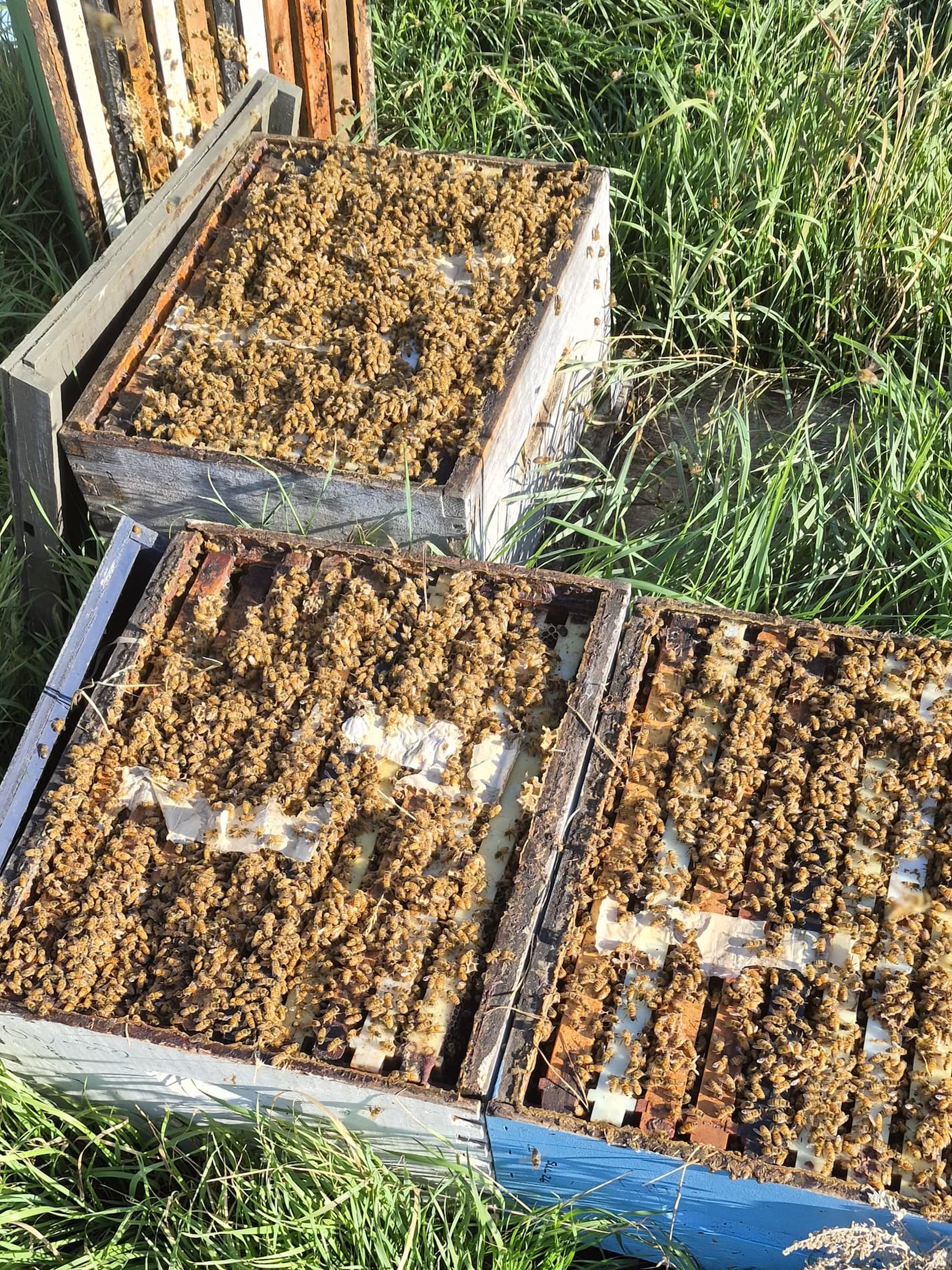 Our hives are no longer towers. We consolidate each one into single boxes for the winter.