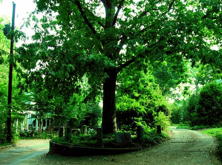 The Tree That Owns Itself, Athens, Georgia