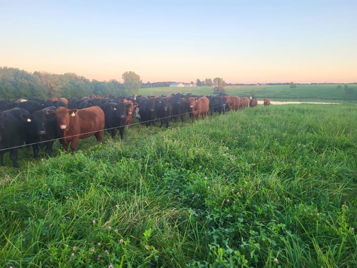 US Wellness beef cattle