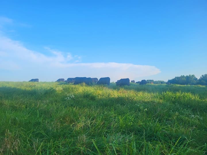 US Wellness beef cattle
