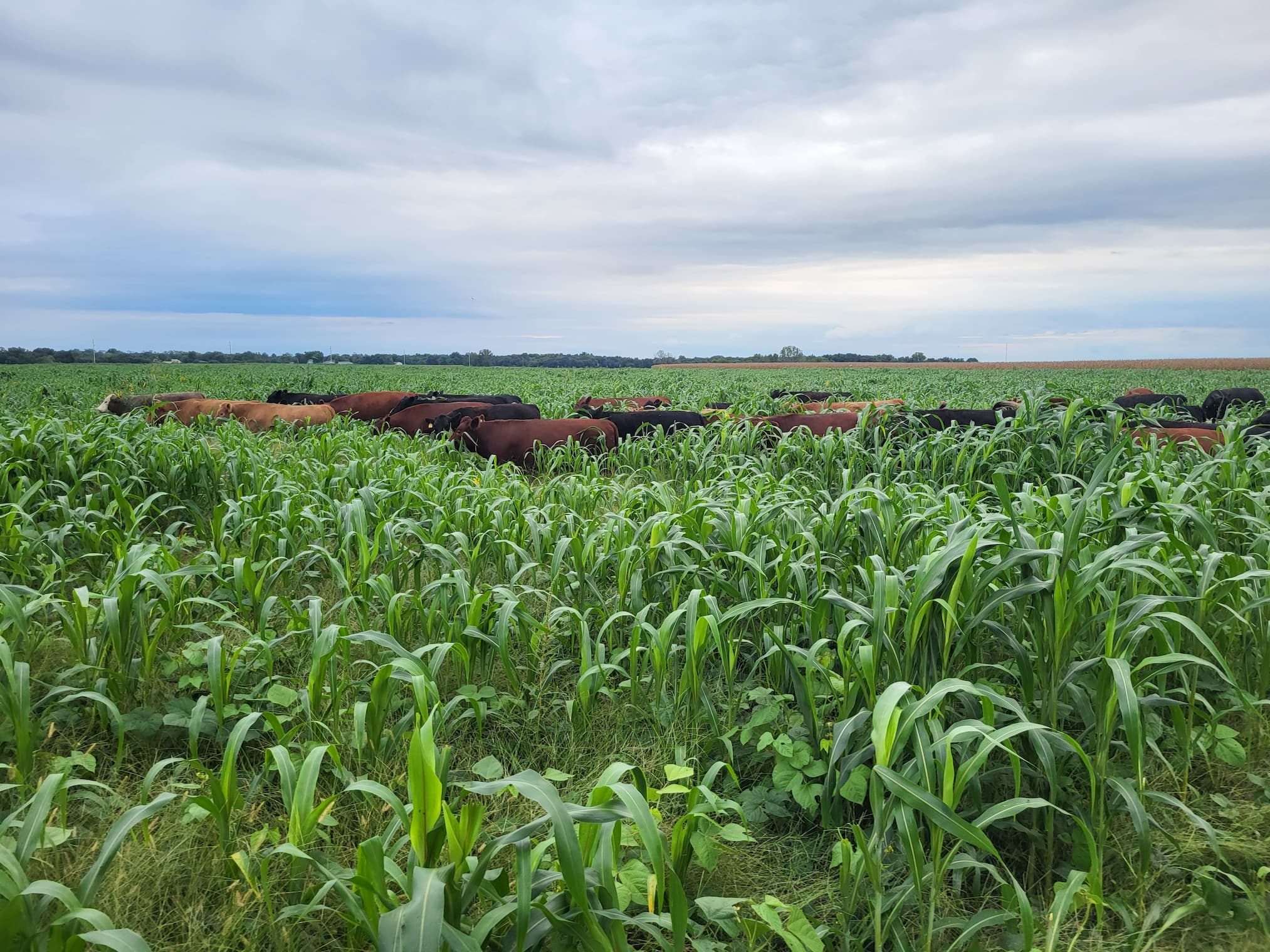 Cattle Utopia Where the roots run deep