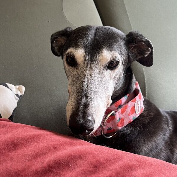 Pepper wearing her pink strawberry collar, resting beside a red cushion