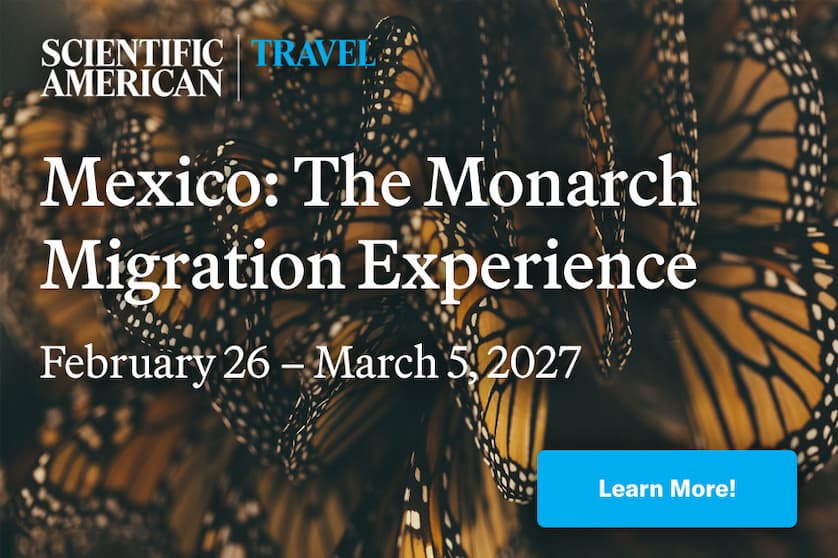 Promotional graphic for a monarch butterfly migration tour in Mexico, featuring a close-up swarm of monarch butterflies.