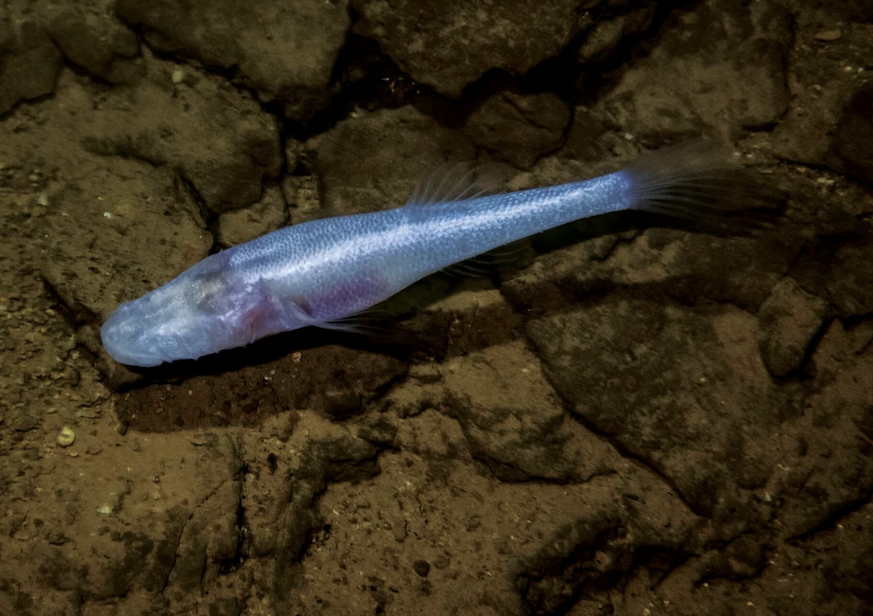 Top-down view of a silvery-blue fish without apparent eyes