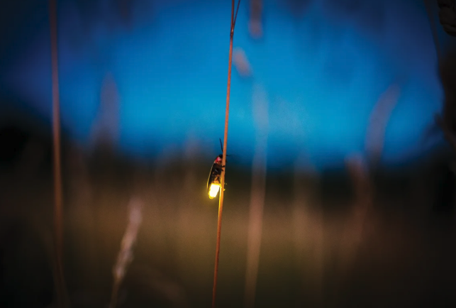 Close-up photo of a lightning bug clinging to a plant stalk with its tail illuminated.