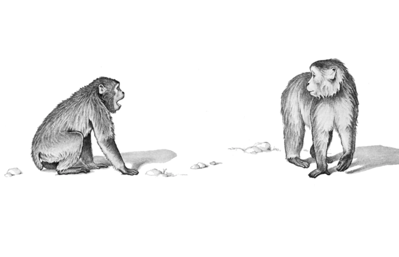 Black and white illustration of two monkeys looking at each other