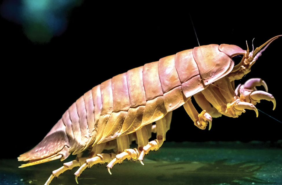 Close up of a deep-sea armored isopod.